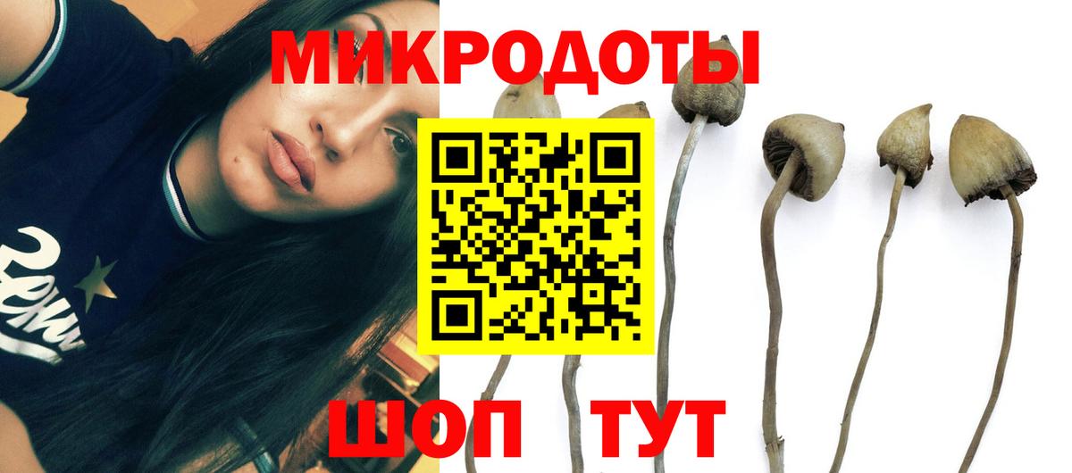 Псилоцибиновые грибы Psilocybe Георгиевск